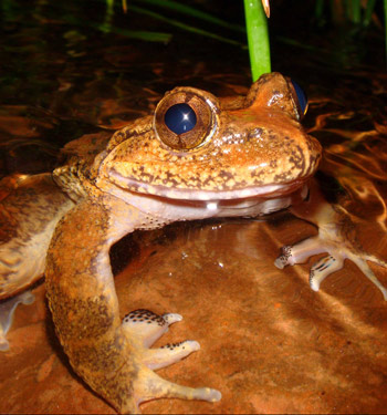A orange-brown frog.