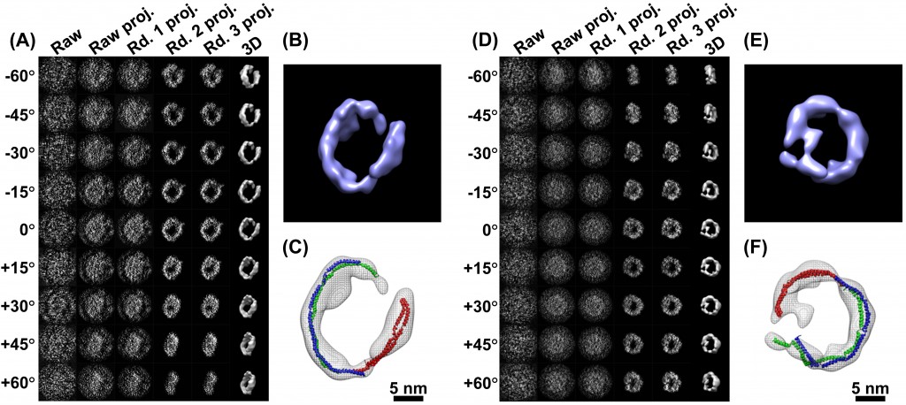 Two grids of images representing proteins at 5 micrometers.