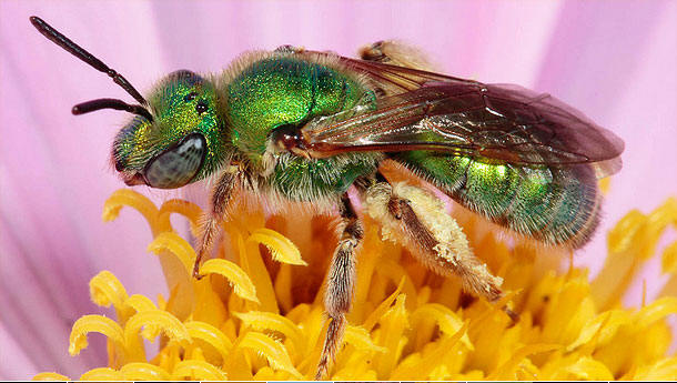 green bee polinating