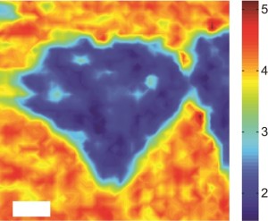 Photoluminescence mapping of a MoS2/WS2 heterostructure with the color scale representing photoluminescence intensity shows strong quenching of the MoS2 photoluminescence. Image: Feng Wang group