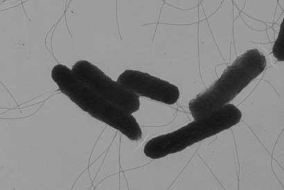 microscopic image of Bacteria.