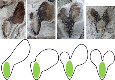 270 million-year-old fossils from Texas show that early conifers produced a variety of winged seeds to aid dispersal by the wind. Cindy Looy and her team made identical models to test their effectiveness at seed dispersal and find out why only one variety of whirling seed – ones with single wings (left) – exists in today’s conifers. Images: Cindy Looy