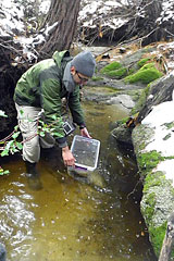A man stands in a creek holding a plastic bucket with tadpoles.