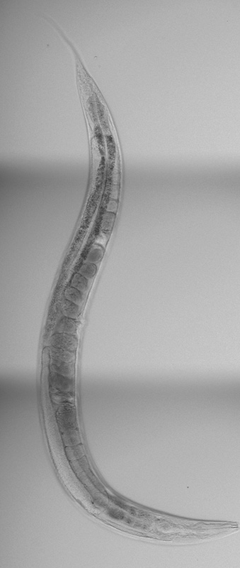 An adult nematode, C. elegans,