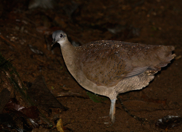 The great tinamou is an evolutionarily distinct bird that declines in farmland but thrives in tropical rainforest. Photo: Daniel Karp