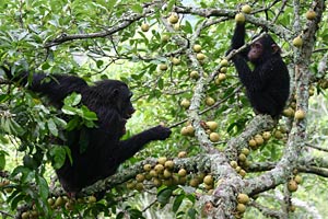 Eastern chimpanzees eating figs in Kibale National Park, Uganda. Photo: Alain Houle.