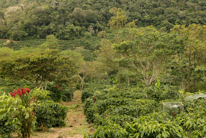Diversified farms, such as this coffee plantation in Costa Rica, house substantial phylogenetic diversity. Photo: Daniel Karp