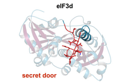 eIF3d protein