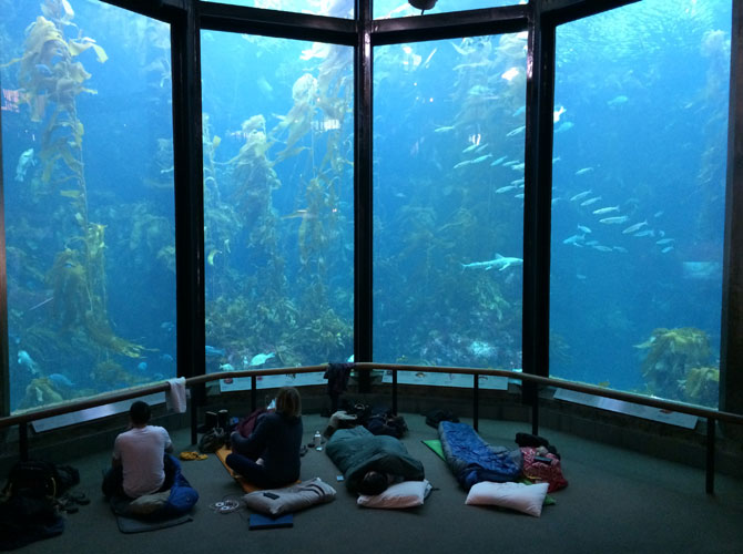 Fishackathon participants got to sleep over at the Monterey Bay Aquarium, which one School of Information competitor said could make future hackathons seem tame by comparison. Photo: Isha Dandavate