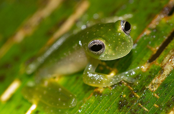 A green spotted powdered Glass frog on a leaf.