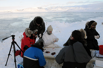 Lorenzen (in red) assists Danish researchers in preserving polar bear tissue samples for later DNA sequencing.