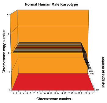 An orange graph of chromosome number against chromosome copy number.