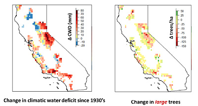 Severe water stress (left red) since the 1930s mirrors the decline of large trees (right red) seen throughout the state, from the Sierra Nevada to the Coast Ranges.