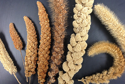 Various varieties of dried millet ears