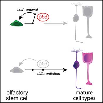 A diagram showing the two different ways olfactory cells can exist: as a self-renewing stem cell or multiple mature cells.