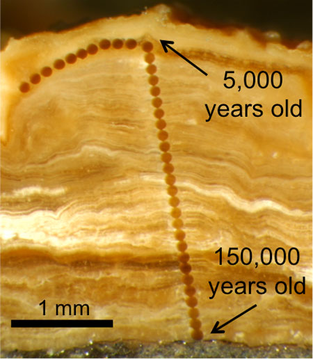 Magnified photograph of a cross-section through a 3 mm-thick pedothem soil deposit from Wyoming. The line of dots are laser ablation sampling spots that are 0.1 mm in diameter. The innermost mineral material is about 150,000 years old, and becomes progressively younger towards the outside. (Photo by Erik Oerter)