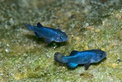Devils Hole pupfish on a shallow ledge about 50 feet below the land surface in Devils Hole, where the world’s entire population of this species lives. Image was taken during the peak of the spawning season, when males turn a deep iridescent blue. Photo: Olin Feuerbacher, U.S. Fish and Wildlife Service