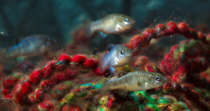 Devils Hole pupfish in the Ash Meadows Fish Conservation Facility in Nevada's Amargosa Valley. These individuals hatched from eggs removed from Devils Hole in November 2013. Males with the blue tint court the olive colored females. Eggs are deposited on the yarn "spawning mops." Photo: Olin Feuerbacher, U.S. Fish and Wildlife Service