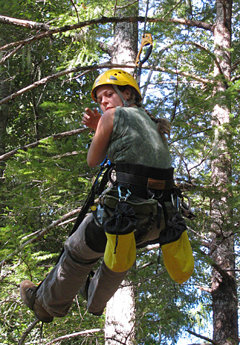 Daniella Rempe collecting Douglas fir samples in the tree canopy at Angelo reserve to measure the stable isotope concentration, which is used to identify the source of the water the tree is using. Photo: William Dietrich