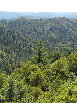 This forested, soil-mantled landscape near the Eel River Critical Zone Observatory is typical of the Northern California coast range. Photo: Danielle Rempe