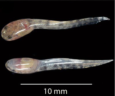 Newborn tadpole (top and bottom views) of the newly described fanged frog.