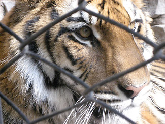 A tiger in a cage.