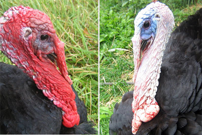 Two images of turkeys; one with red head the other with white head