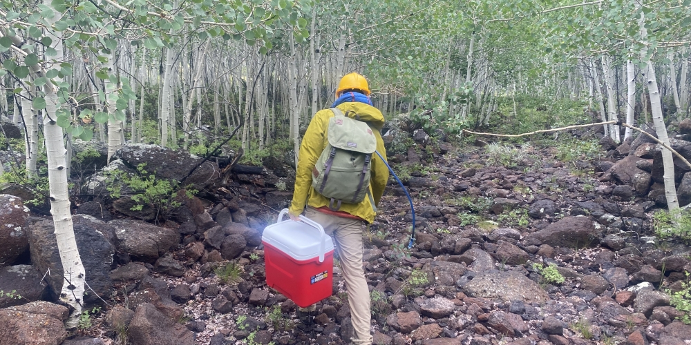Lab principal investigator wearing a hard hat carrying a cooler of samples in a forest