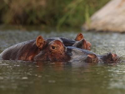Photo of top of Hippopotamus head above water.