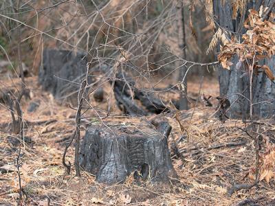 A photo of charred stumps in a forest