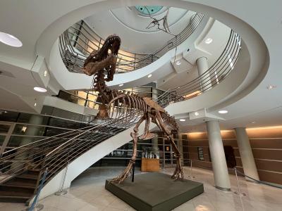 a dinosaur skeleton next to a circular staircase