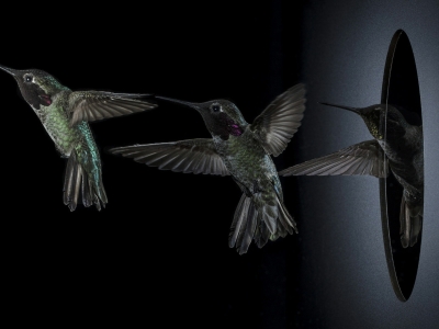 3 sequential photos of red throated hummingbird as it emerges from a hole in the wall
