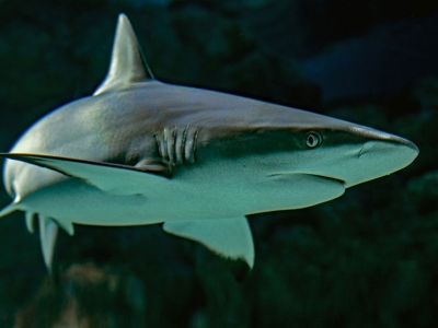 A grey reef shark, Cairns Aquarium, Australia.