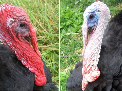 Two images of turkeys; one with red head the other with white head