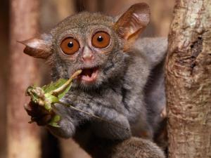spectral tarsier feeding on a grasshopper