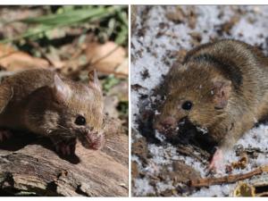 a small southern mouse and a large northern mouse