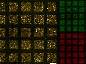 A photo shows a microscope image with squares of red, green, and mixed red and green.
