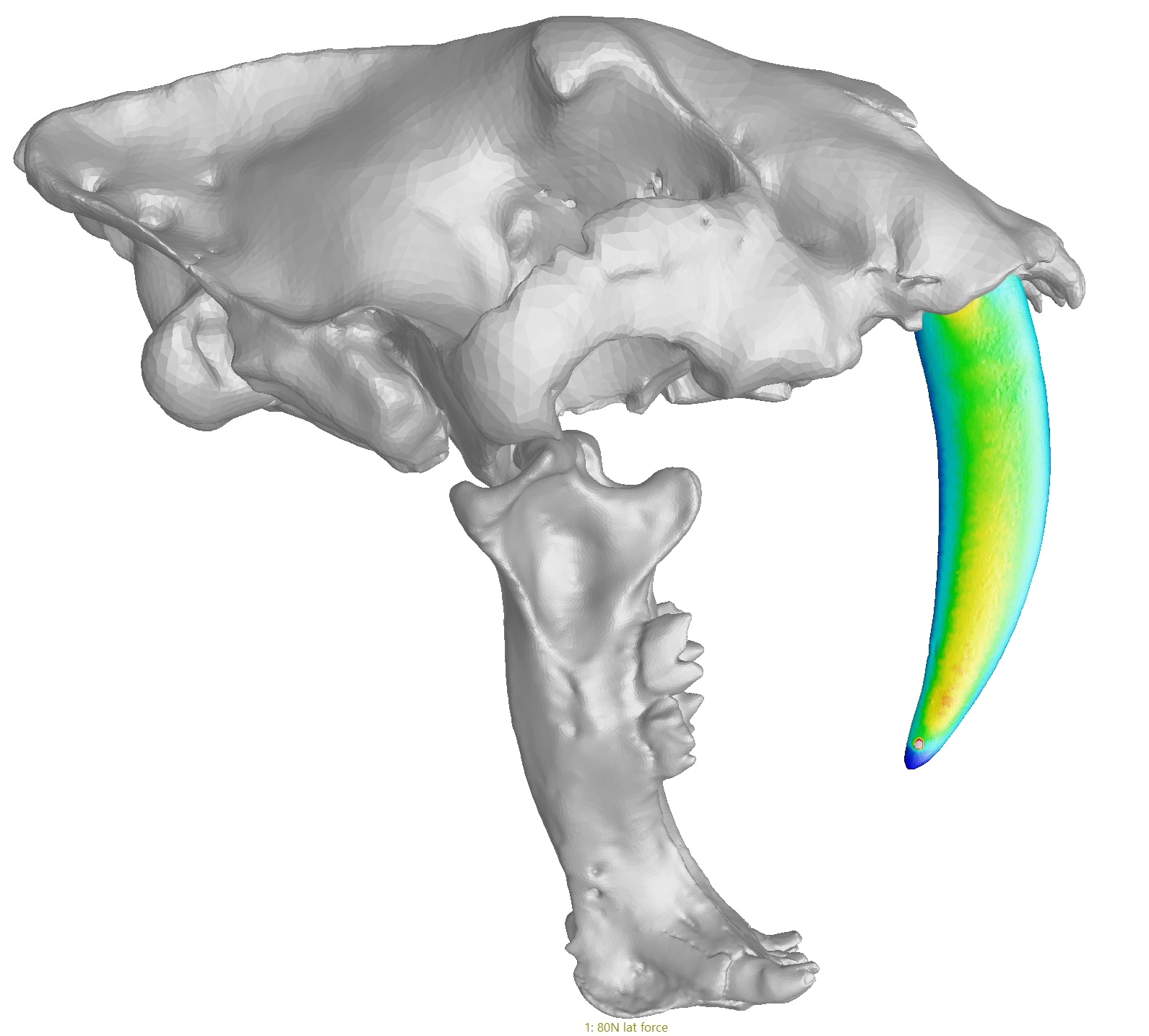 gray model of sabertooth skull with saber tooth colored green and yellow to indicate stress points