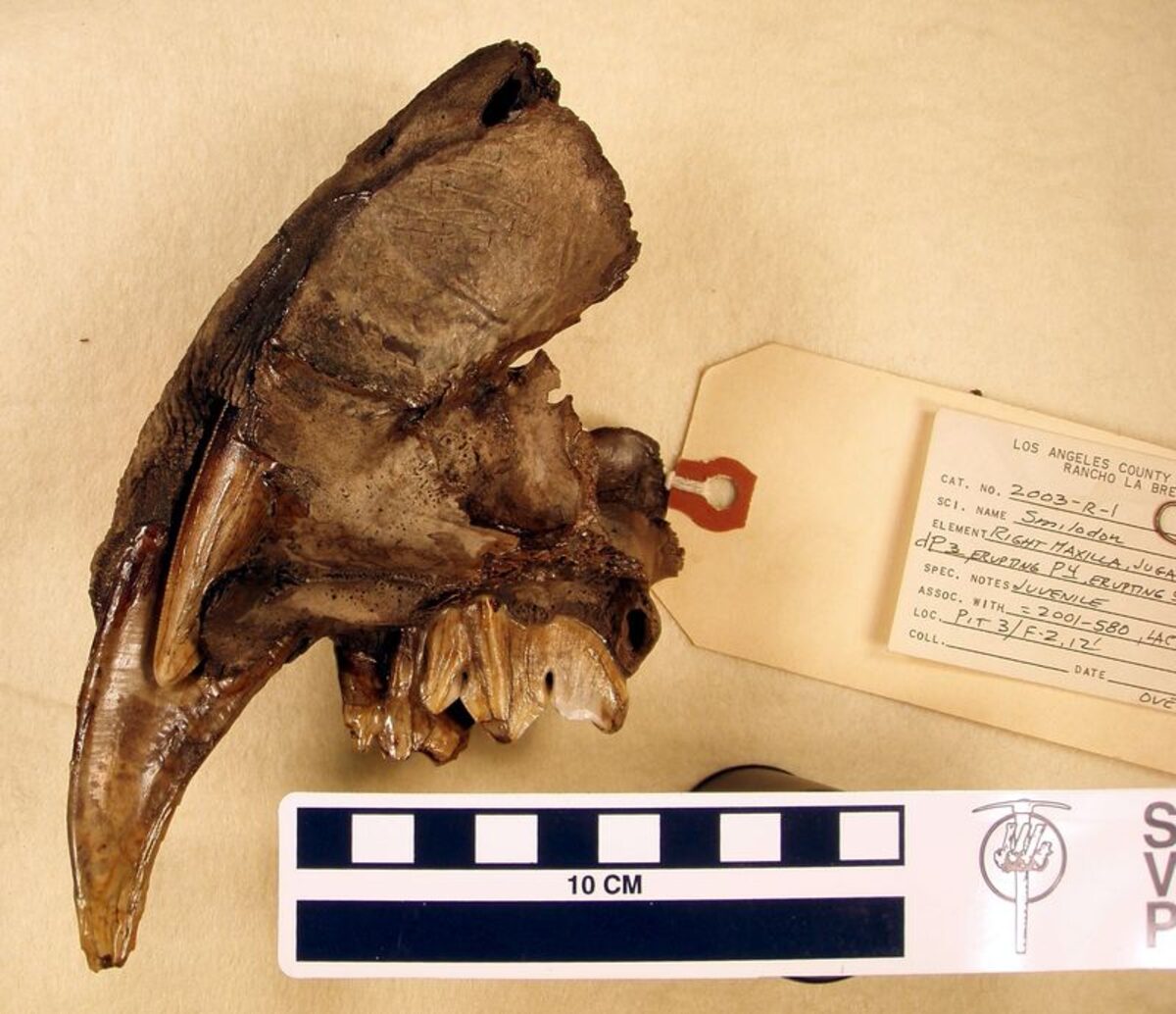 dark brown fossil jaw with teeth and a saber tooth attached, next to card with identifying information