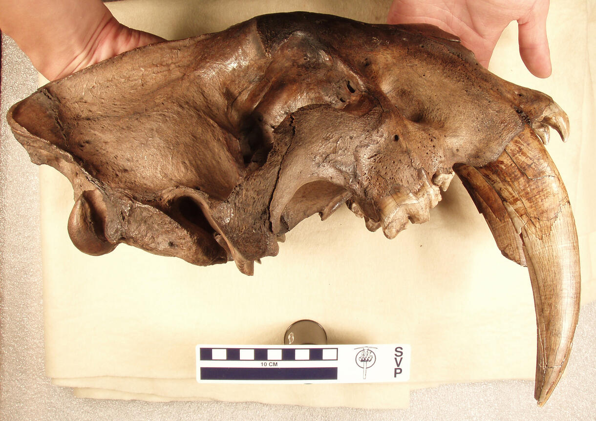 two hands holding a brown-stained skull of an adult sabertooth, with huge canines