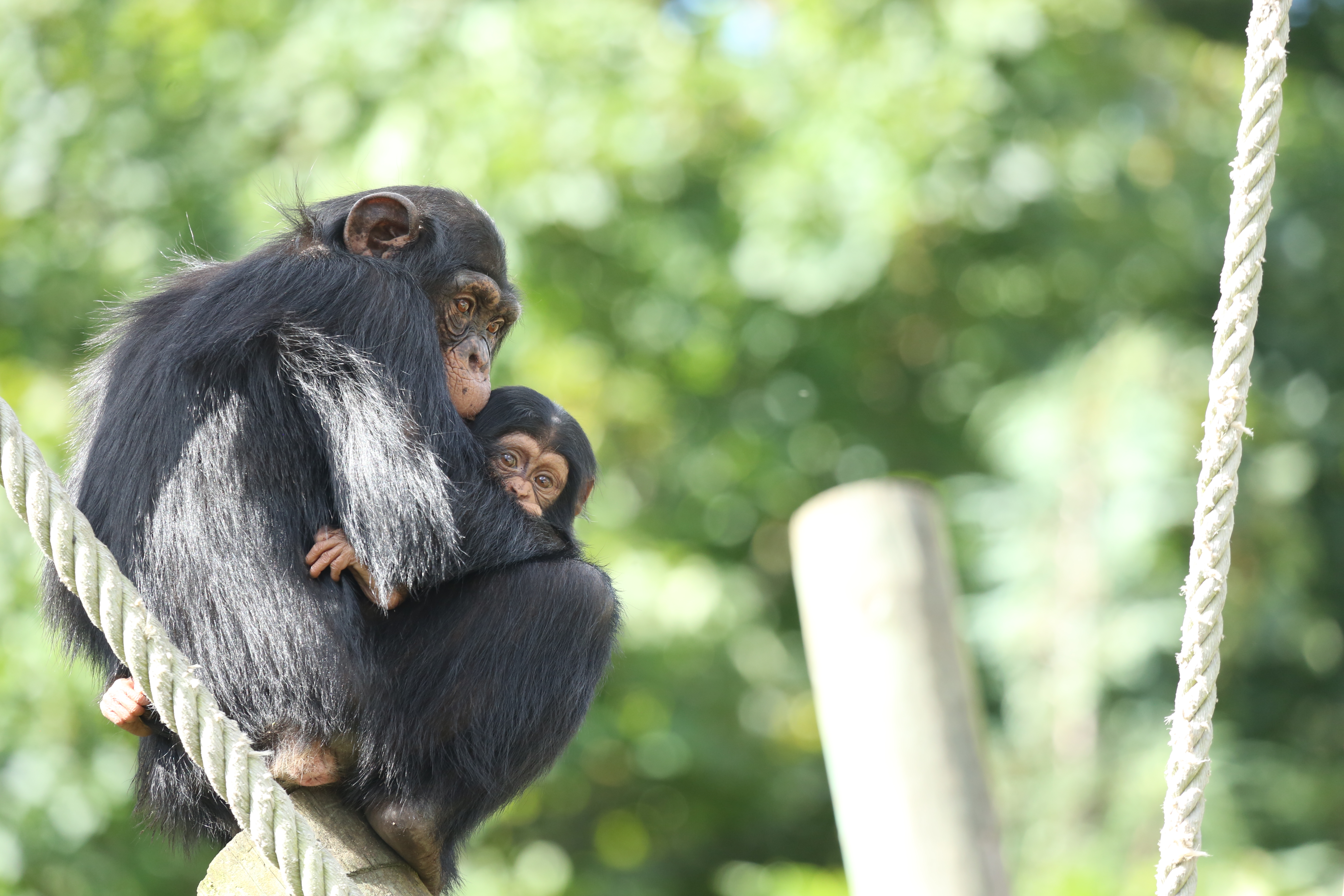 image of two chimps hugging each other on a tree