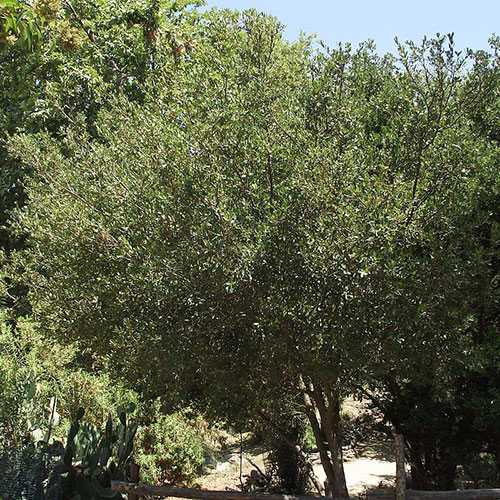 A photo of an island scrub oak tree on a sunny day