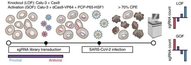 Researchers used CRISPR technology to test the impact of every human gene on SARS-CoV-2 infections in human cells.