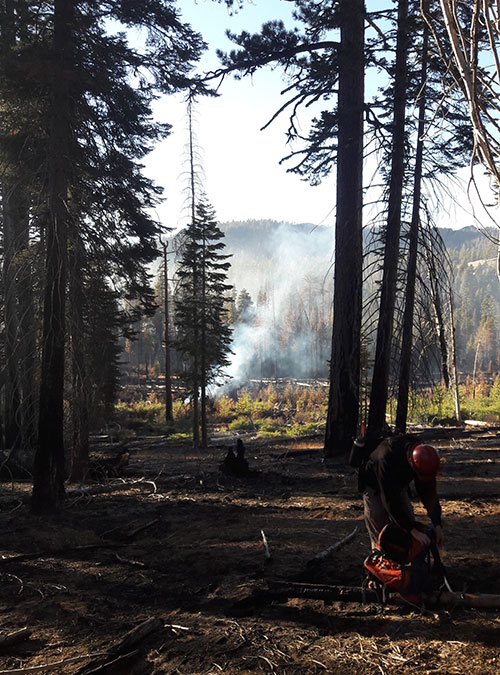 Smoke rises from the ground behind a stand of trees. A firefighter stands in the foreground.
