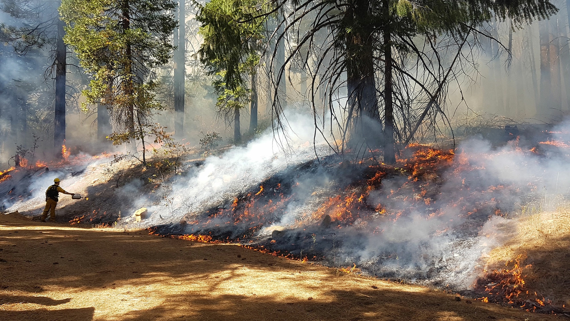 A photo of a prescribed burn in a conifer forest. The fire burns across the forest floor, generating flames and smoke, but does not extend into the branches of the trees. In the distance, a person wearing yellow fire protection gear is holding out a drip torch.