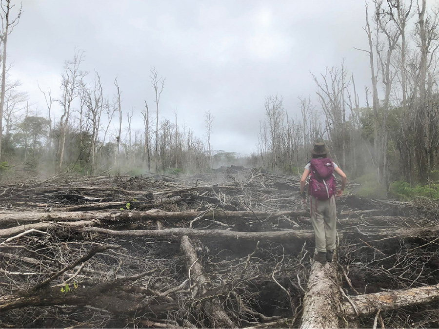 Penny Wieser walking on downed trees left by volcanic eruption.