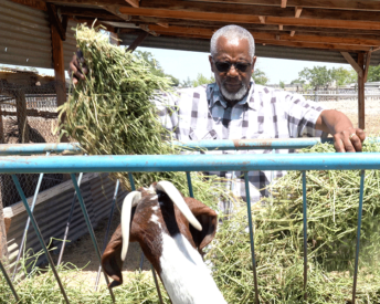 A photo shows a man adding hay to a feeder on a farm, while a goat looks on.