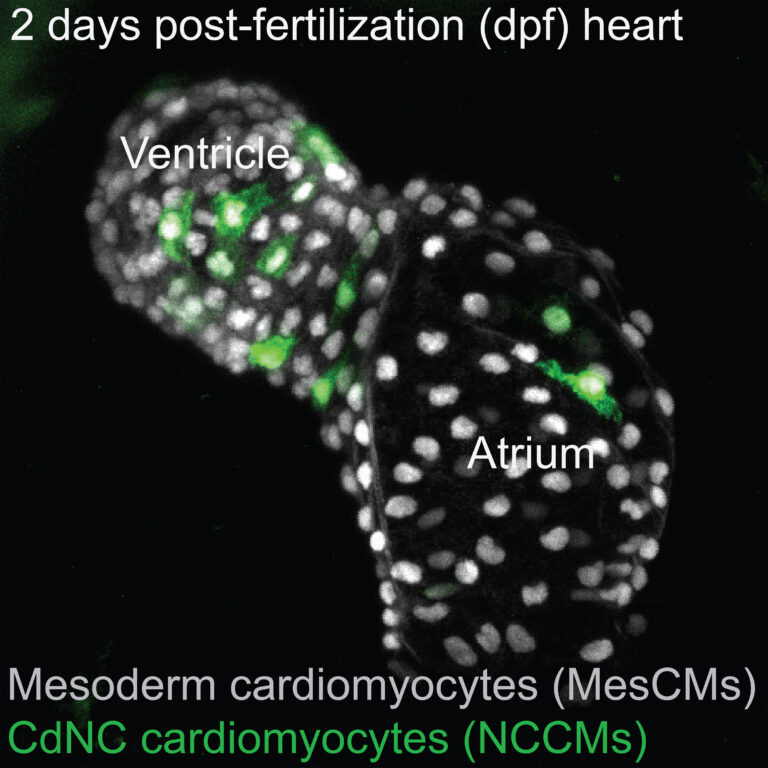 image of a zebrafish heart with a few cells labeled in green and white, wit description