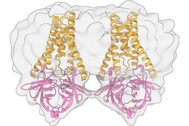 the coronavirus protein pairs up when embedded in a cell membrane, curled ribbons are orange and arrows are pink