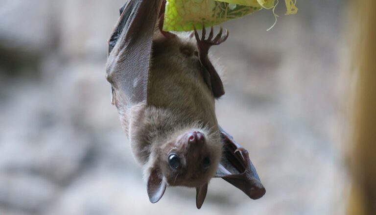 A furry brown bat hangs upside down from a piece of fruit.